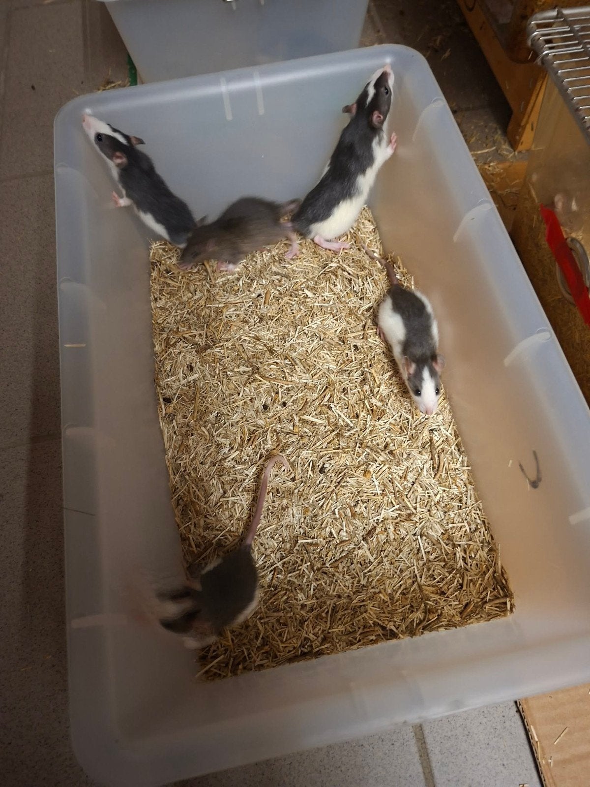 ratjes, Dieren en Toebehoren, Knaagdieren, Rat, Augustus, Meerdere dieren, Tam