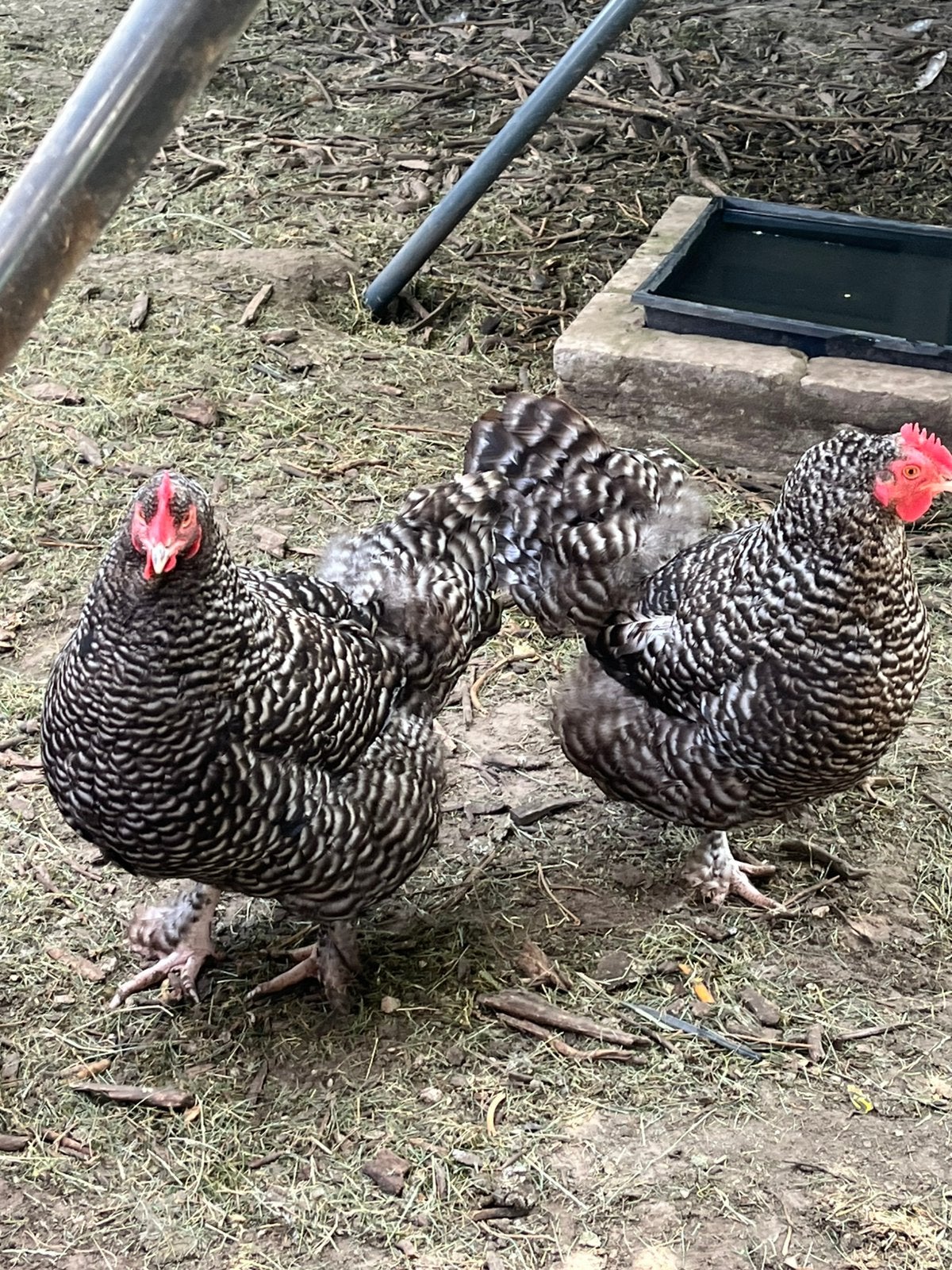Élevage de coucous de Malines, Femelle, Poule ou poulet