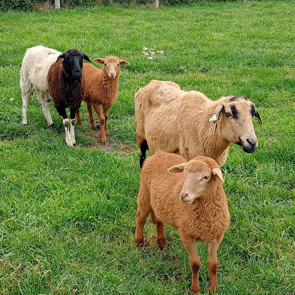 Mooie combinatie voor begrazing, Meerdere dieren, Schaap