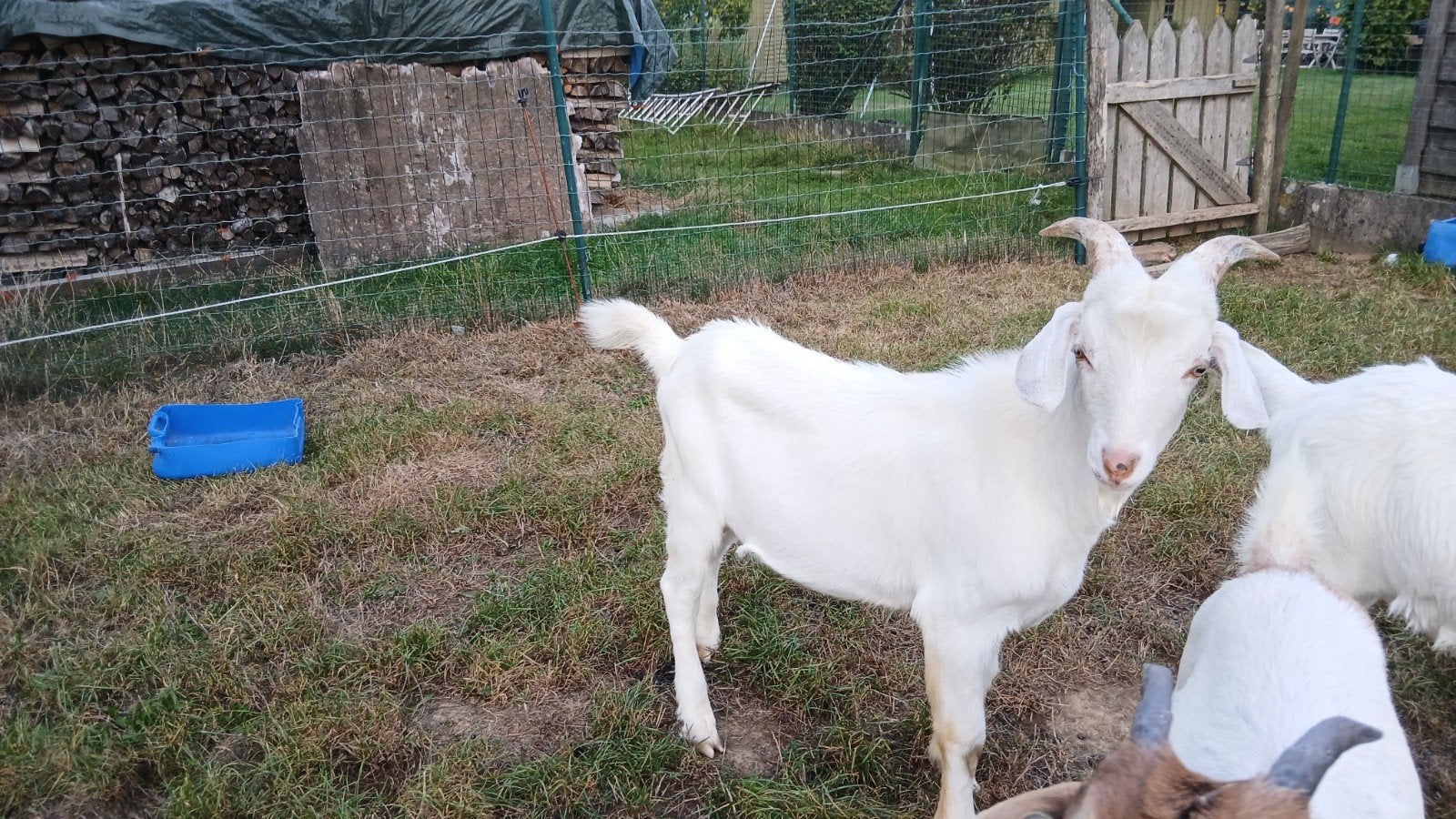 geitenbok, Dieren en Toebehoren