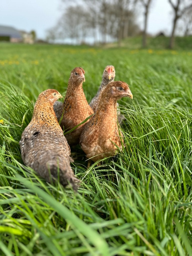 Jonge tamme Bielefelder kippen gesekst en ingeënt, Dieren en Toebehoren, Vrouwelijk, Kip