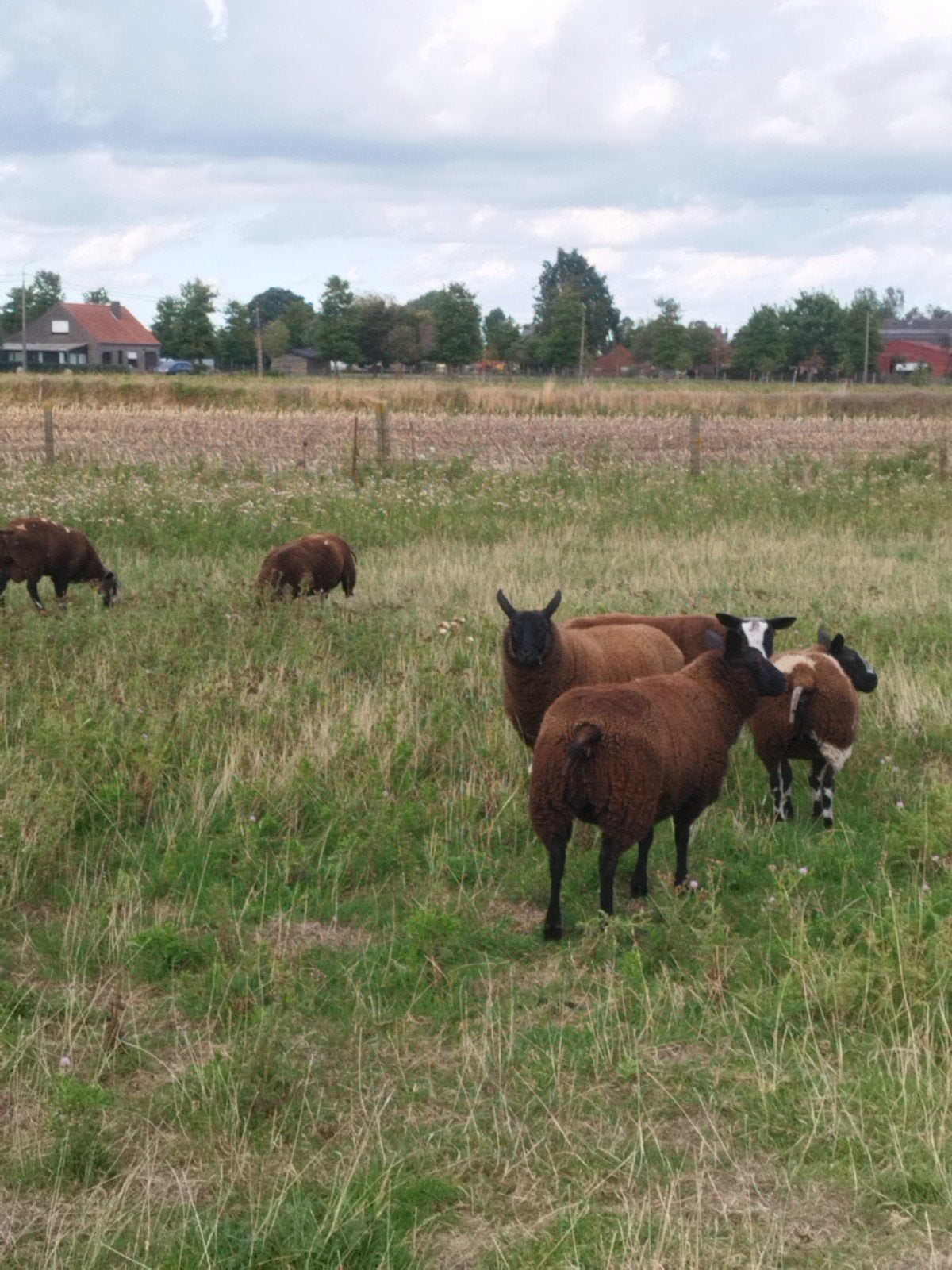 lammeren te koop, Animaux & Accessoires, Moutons, Chèvres & Cochons