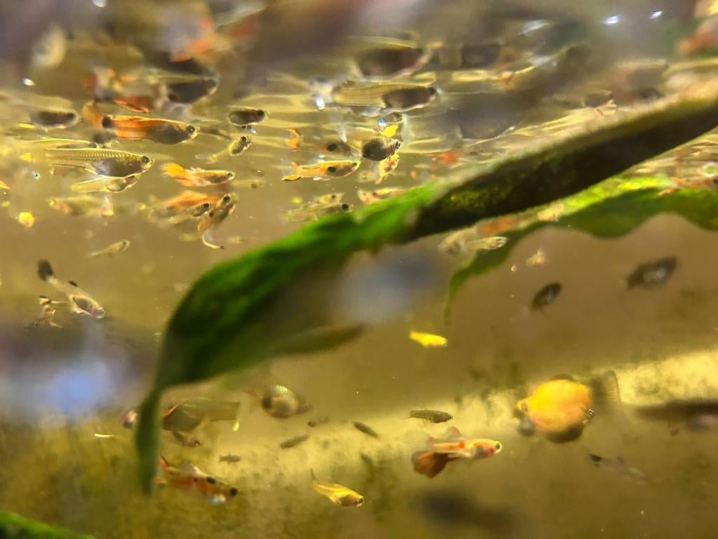 Guppy's, Dieren en Toebehoren