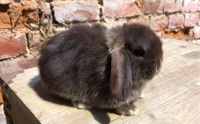 Minilop nestjes (hangoor dwergkonijn), Dieren en Toebehoren, Konijnen, Meerdere dieren, Dwerg, Hangoor, 0 tot 2 jaar