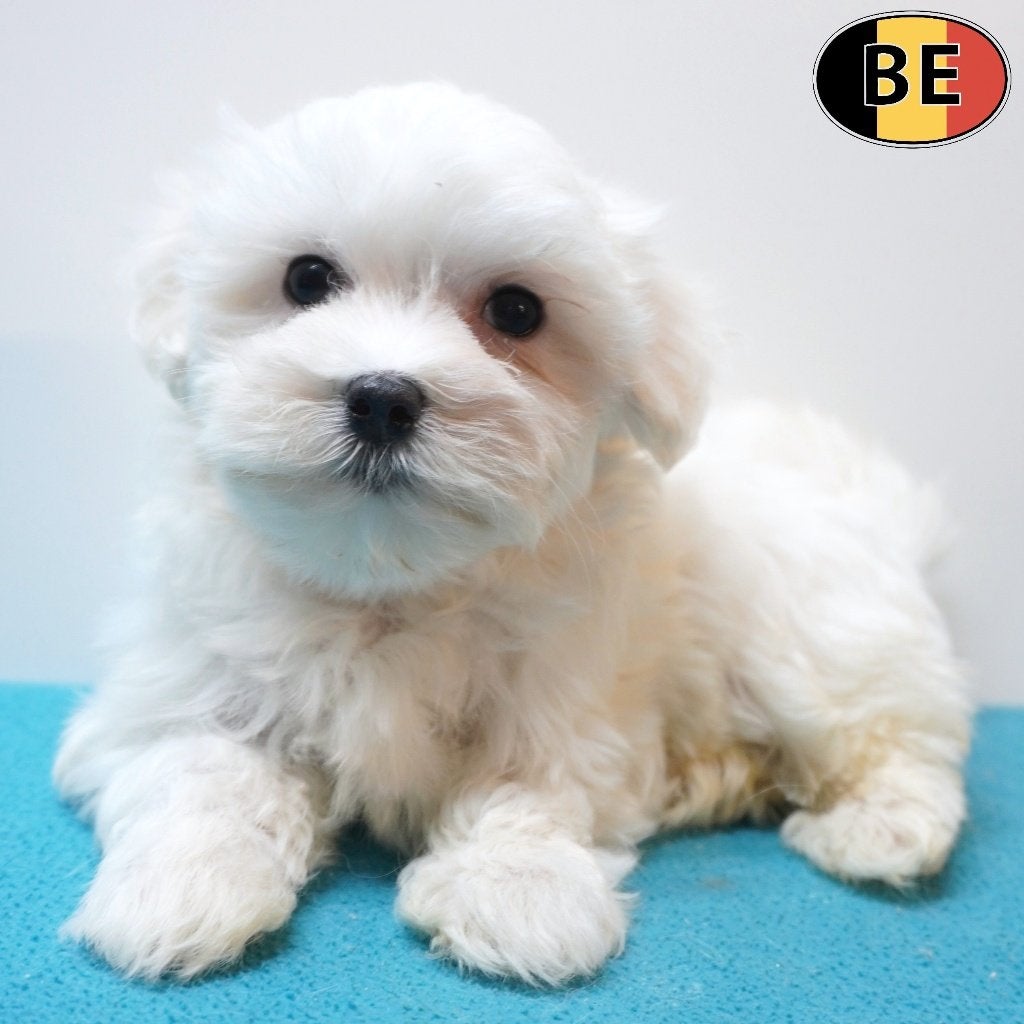 Bichon Maltais - mâles à vendre (chiots belges), Commerçant, Chien (mâle), Maladie de Carré (chiens), Belgique