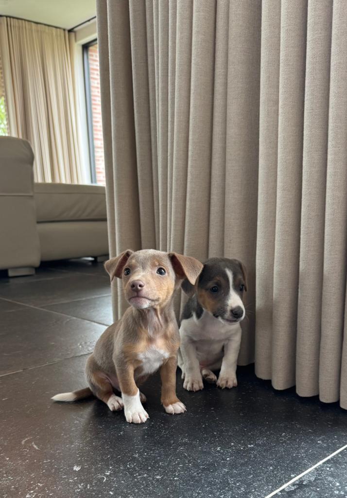 Jack russel pups te koop, Dieren en Toebehoren, België, Particulier, HCC (leverziekte), Jack Russell Terriër