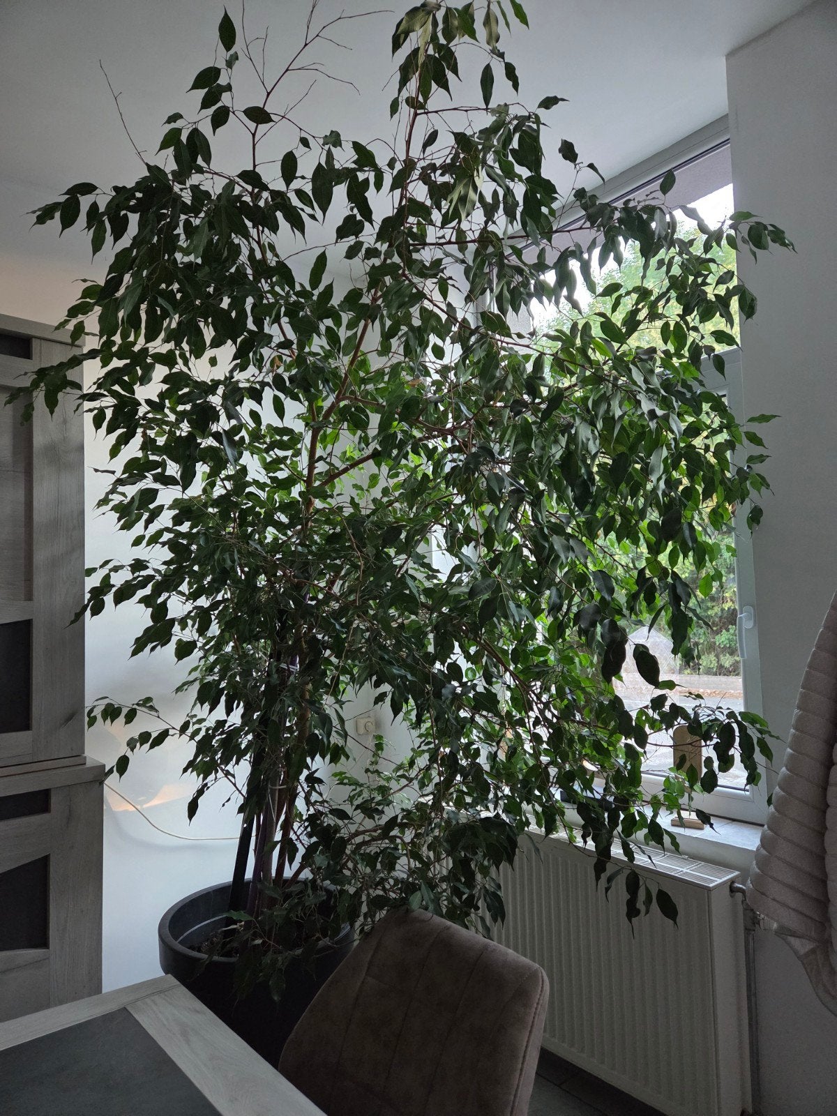 ficus datant de 1997, Ophalen, Halfschaduw