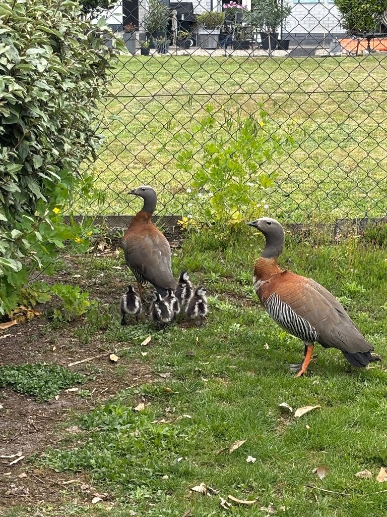Grijskopgans, Meerdere dieren, Gans of Zwaan