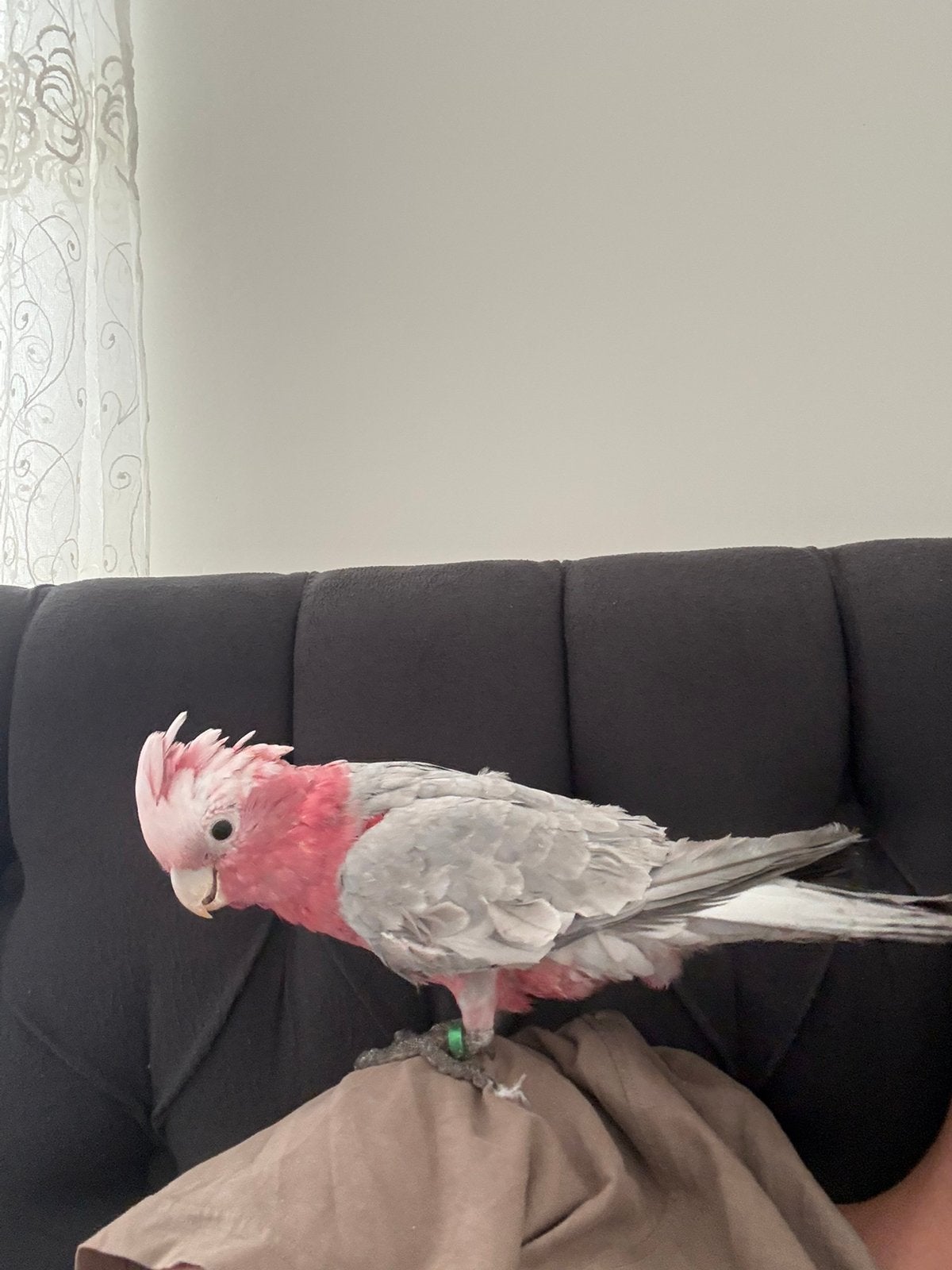 TAM ROZE KAKATOE, Domestique