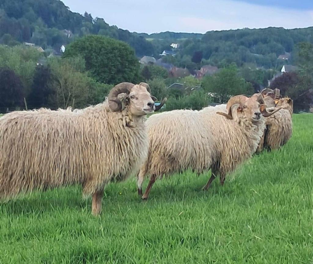 Grand choix de moutons mâles pour la fête, Mâle, Mouton