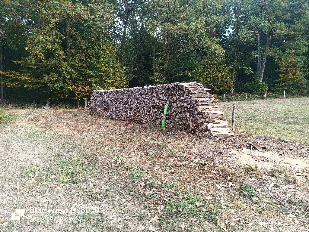 Bois de chauffage, 6 m³ ou plus, Enlèvement, Hêtre, Bûches