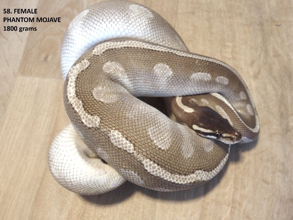 Koningspythons half en volwassen kweekdieren deel 3 Ball Python photo 10