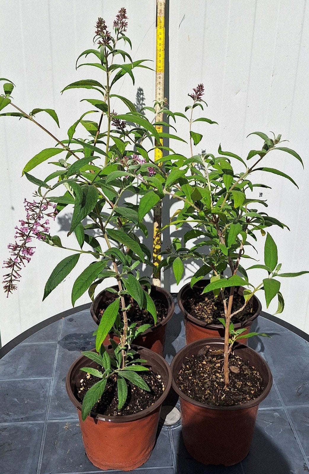 Vlinderstruik, Tuin en Terras, Ophalen