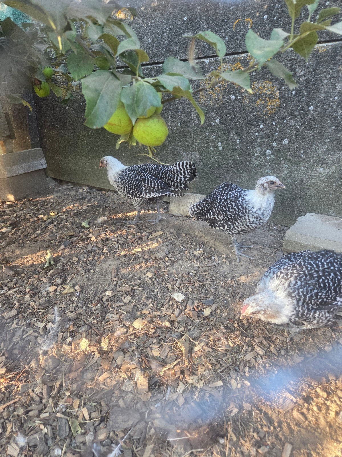 zilverbrakel hennen en haantjes, Dieren en Toebehoren, Pluimvee, Meerdere dieren, Kip