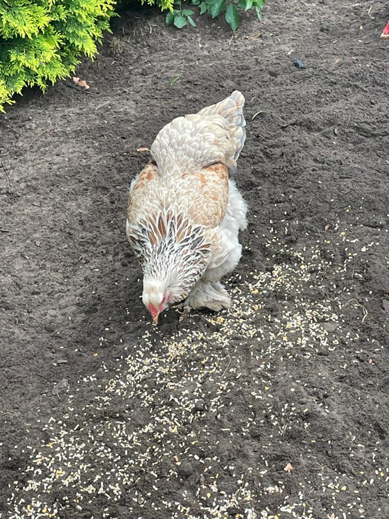 Brahma zalm kip, Dieren en Toebehoren, Pluimvee, Vrouwelijk, Kip