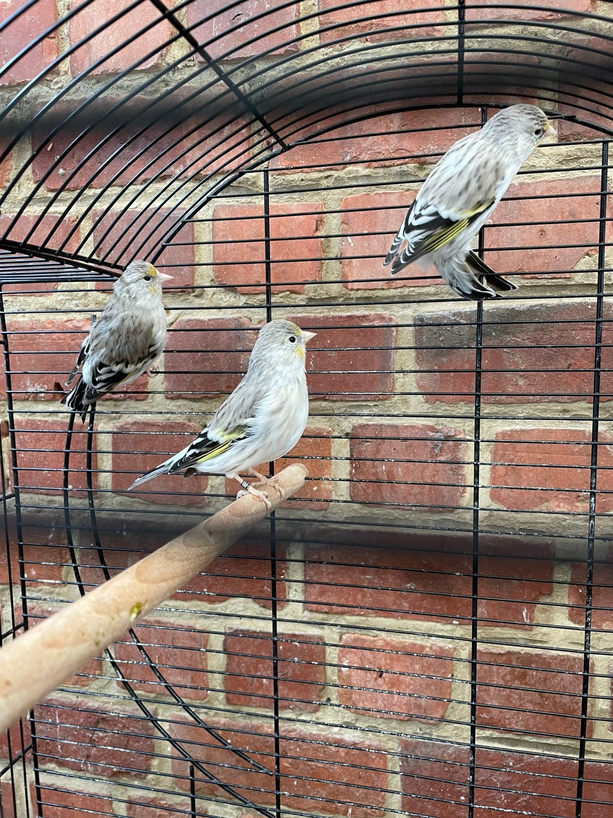 Te koop kruising grote putter x kanarie 3 vrouwtjes, Dieren en Toebehoren, Vrouwelijk, Tam