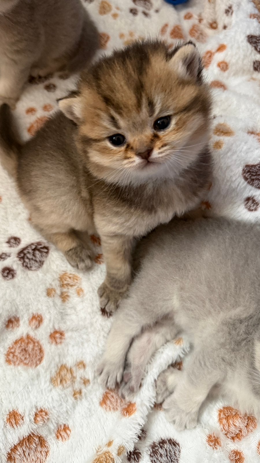 Prachtige Brits korthaar kittens, Dieren en Toebehoren, Katten en Kittens | Raskatten | Korthaar, Meerdere dieren, Gechipt, 0 tot 2 jaar