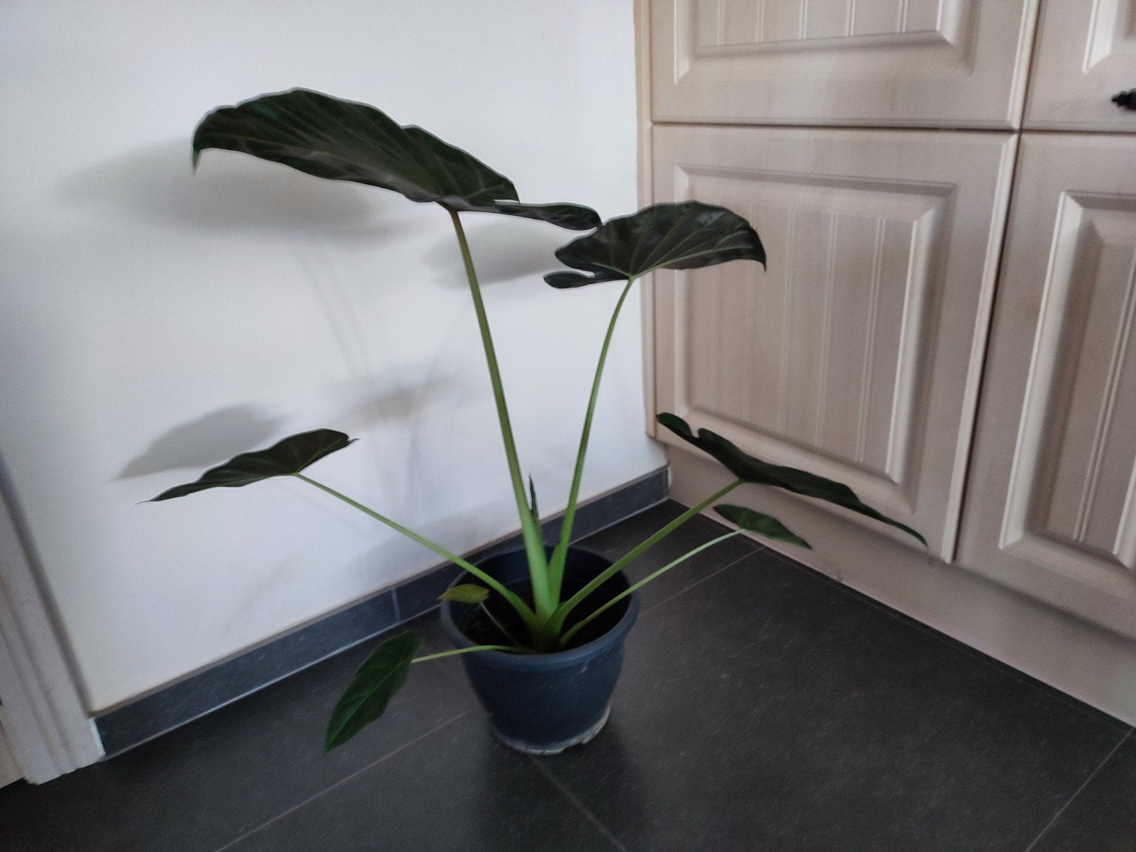 Alocasia / Olifantsoor, Huis en Inrichting, Ophalen