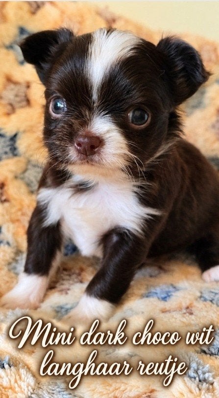 Prachtige  langharige chihuahua reutje's, Chien (mâle), Maladie de Carré (chiens), Belgique, 8 à 15 semaines