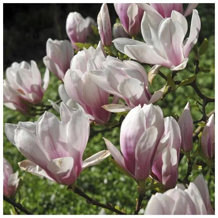 Magnolia tulpenboom beverboom, Ophalen, Halfschaduw, Overige soorten, Lente