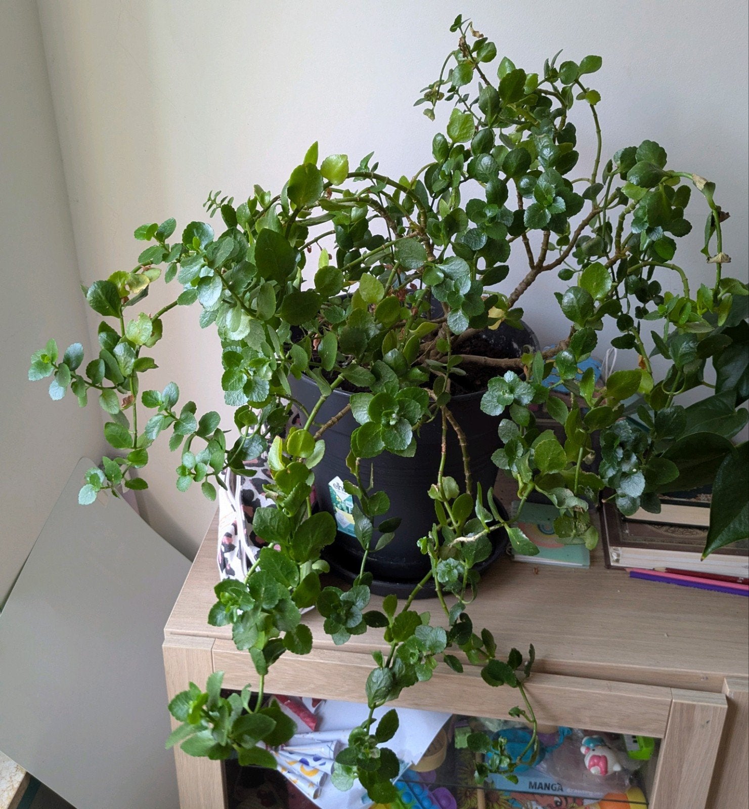 Knolbegonia, Overige soorten, In pot, Minder dan 100 cm, Bloeiende kamerplant