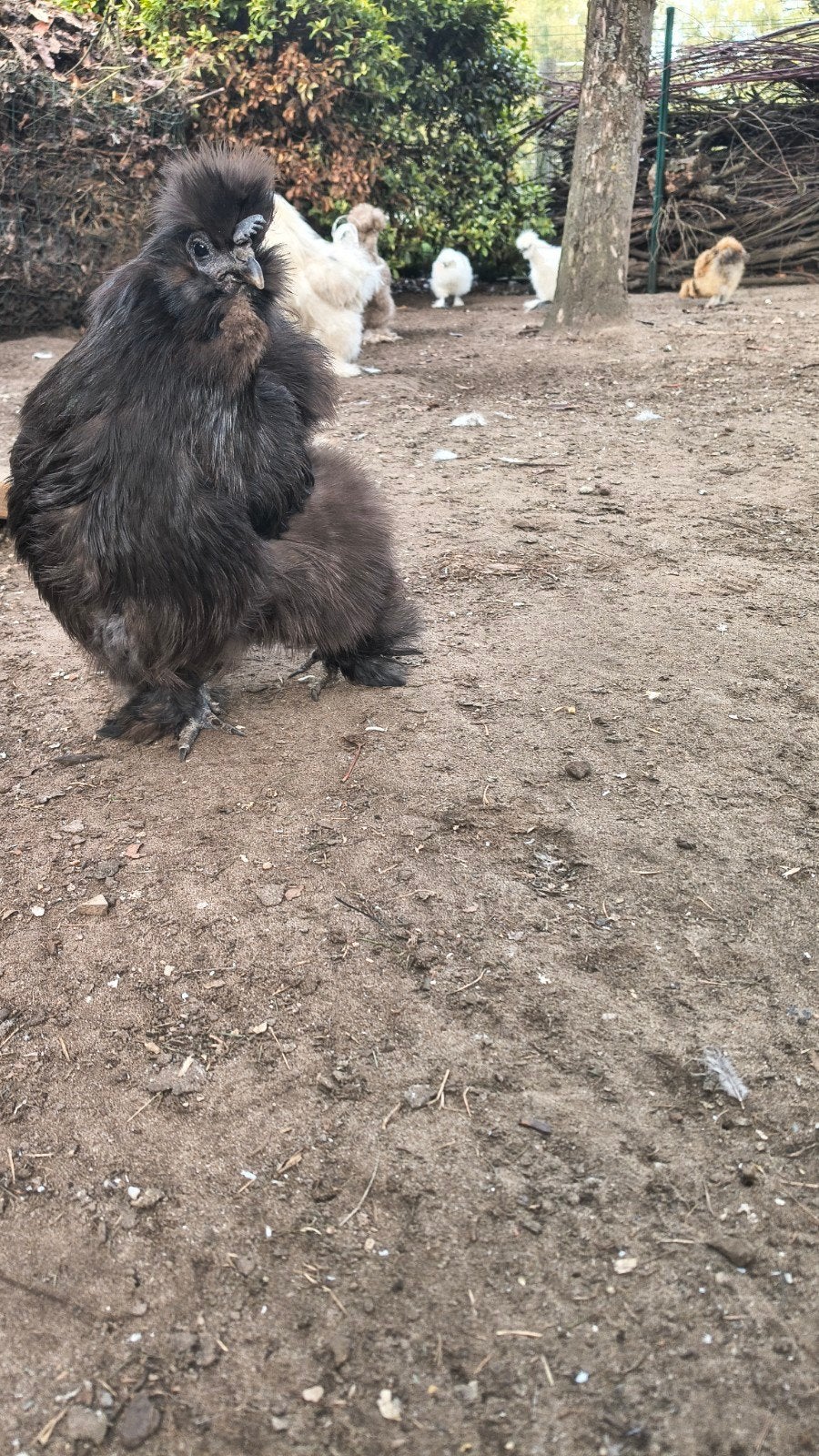 Zijdehoen, Dieren en Toebehoren