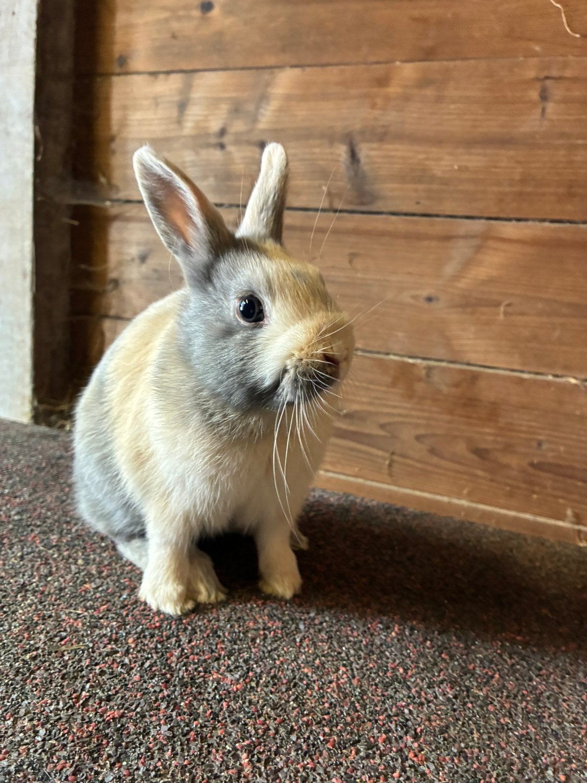 2 dwergkonijntjes, Dieren en Toebehoren, Konijnen
