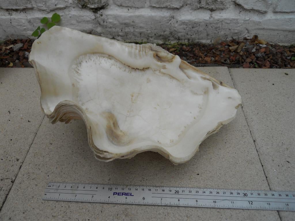 Grote reuzenschelp (Tridacna) — XXL decoratieve schelp, Verzamelen, Mineralen en Fossielen, Schelp(en), Ophalen