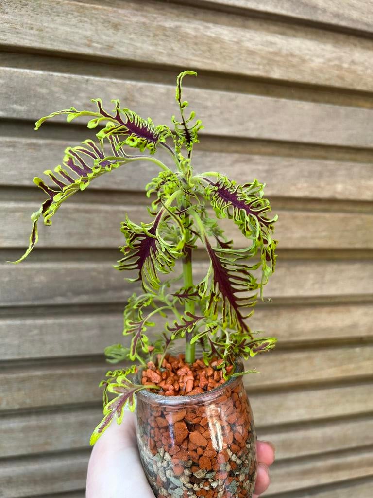 Coleus Skeleton stekjes, Enlèvement ou Envoi
