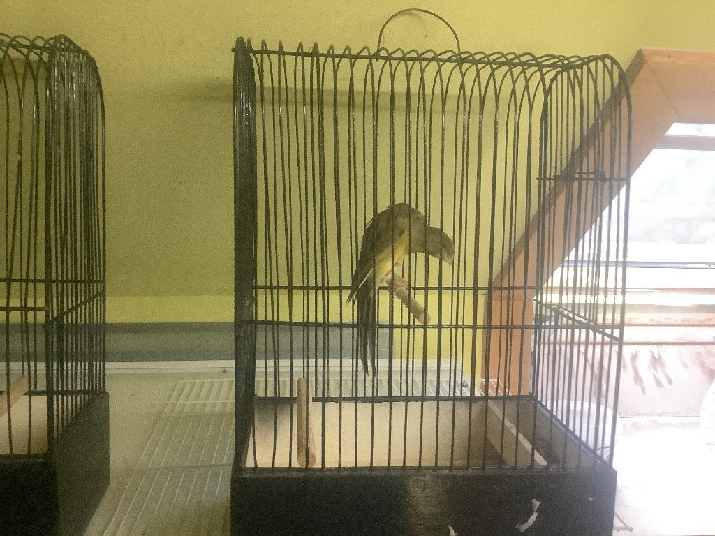 Belgische Bult kanaries, Sexe inconnu, Canari de posture