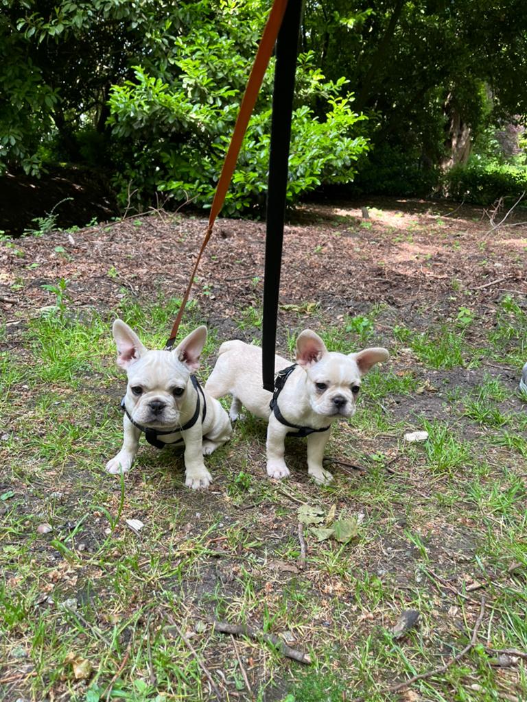 Chiots bouledogue français bien élevés, Bouledogue, Plusieurs, Hépatite contagieuse (maladie de Rubarth), Belgique