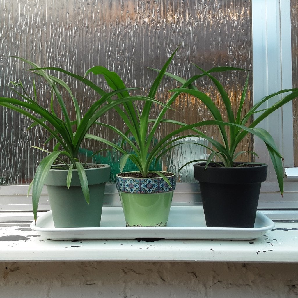 Prachtige middelgrote planten in mooie bloempotten 2,50€/st, Huis en Inrichting, Kamerplanten, Ophalen of Verzenden, In pot