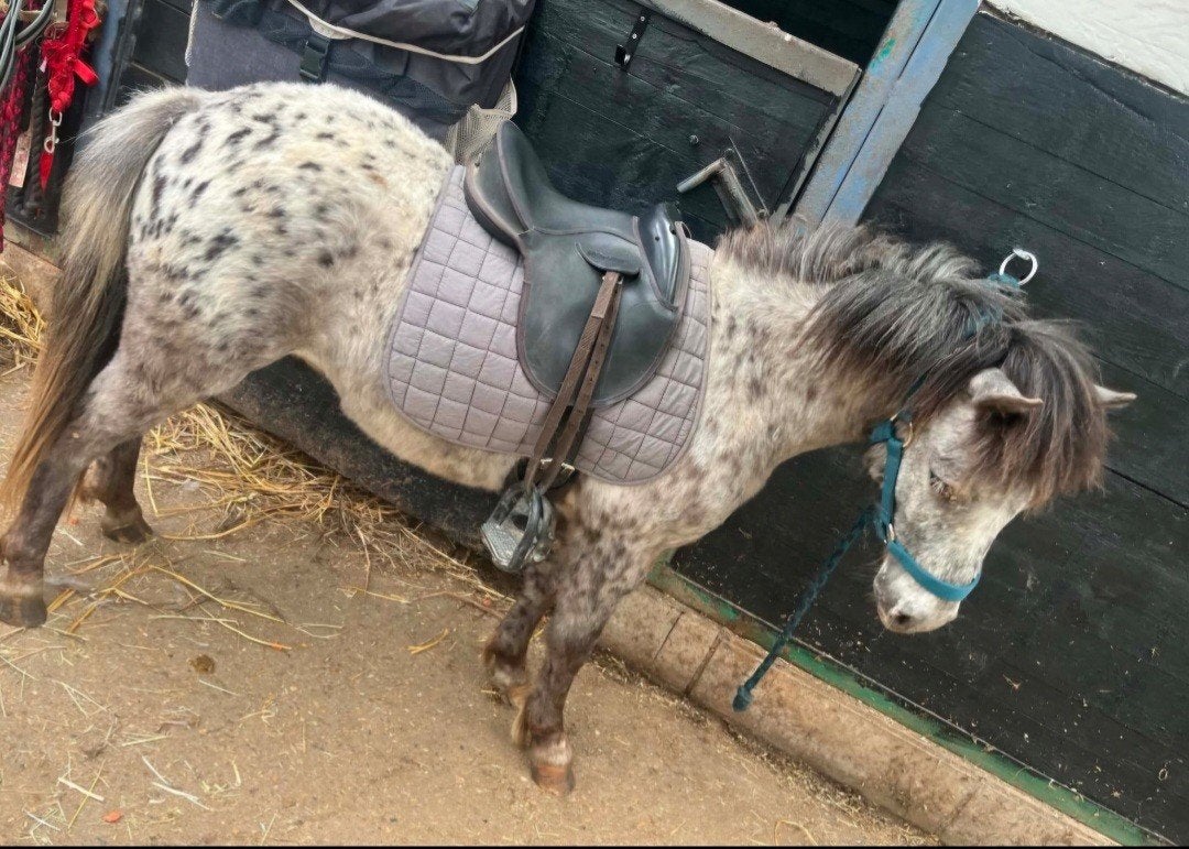 Appaloosa hongre 105, Animaux & Accessoires, Poneys, Hongre, Débourré