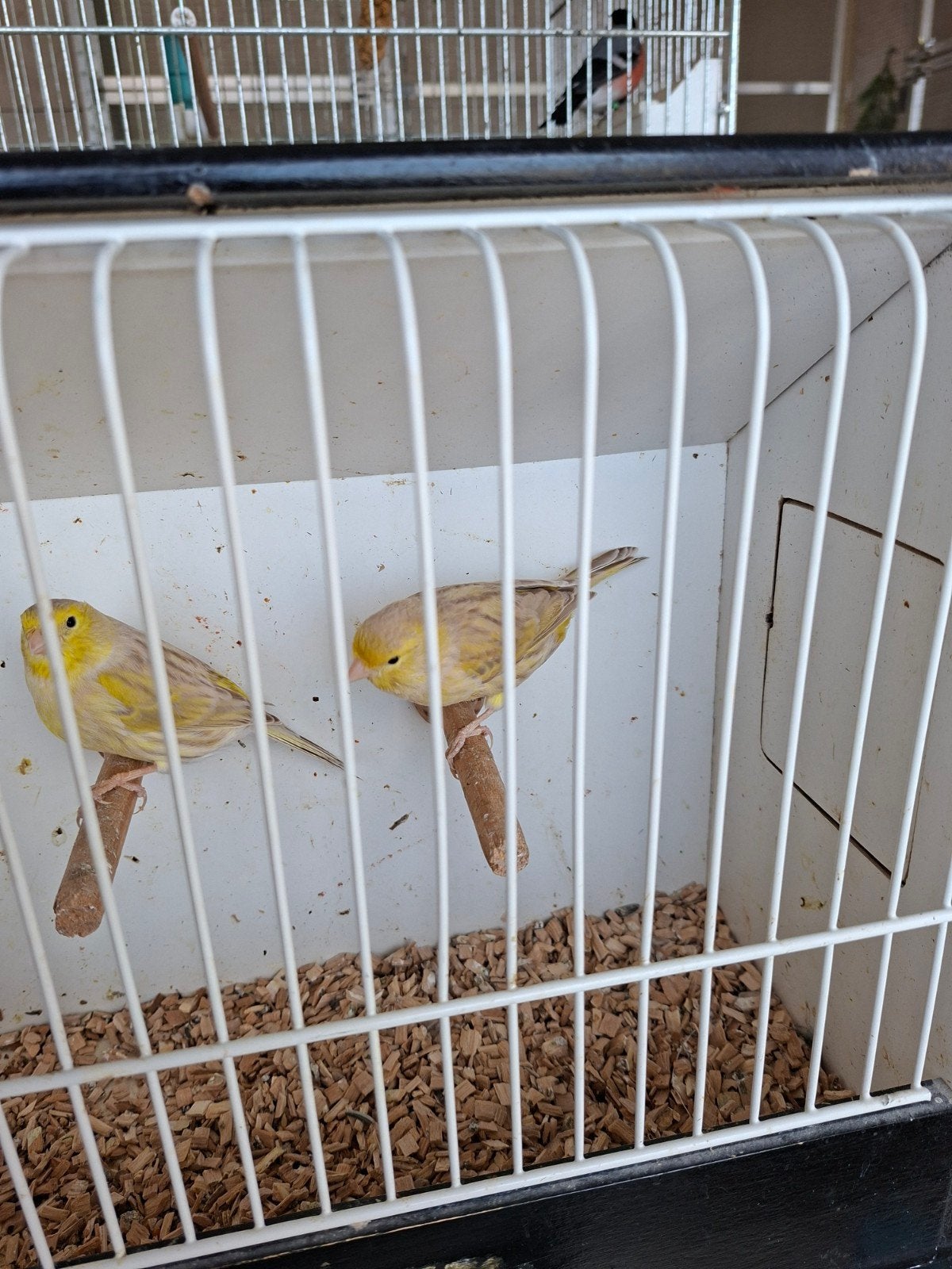 2 koppels, Dieren en Toebehoren