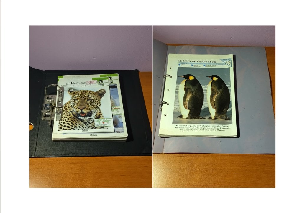 6 fardes avec des fiches (animaux, voiture, ...) vintage 90, Enlèvement