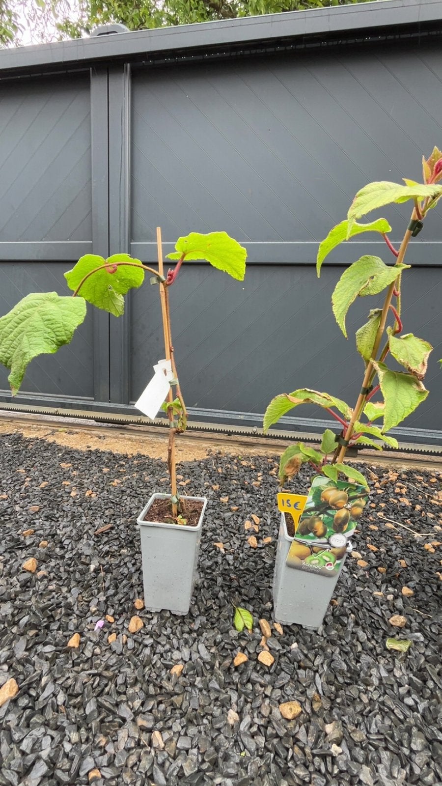 Kiwier ActinidiaPlante fruitière vigoureuse et productive, Enlèvement ou Envoi