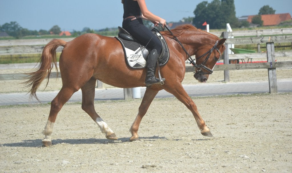 Knappe bredere ruin, B, Ruin, 3 tot 6 jaar, Recreatiepony