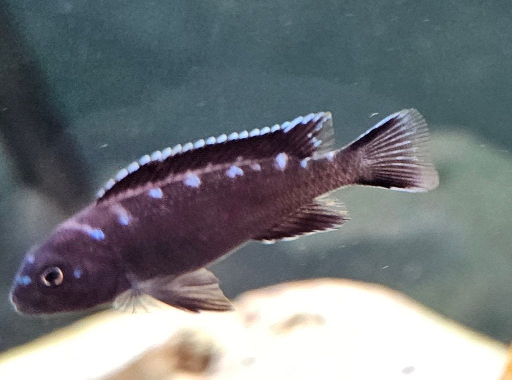 Chidongo elongatus neon spot malawi cichliden, Dieren en Toebehoren, Vis, Zoetwatervis