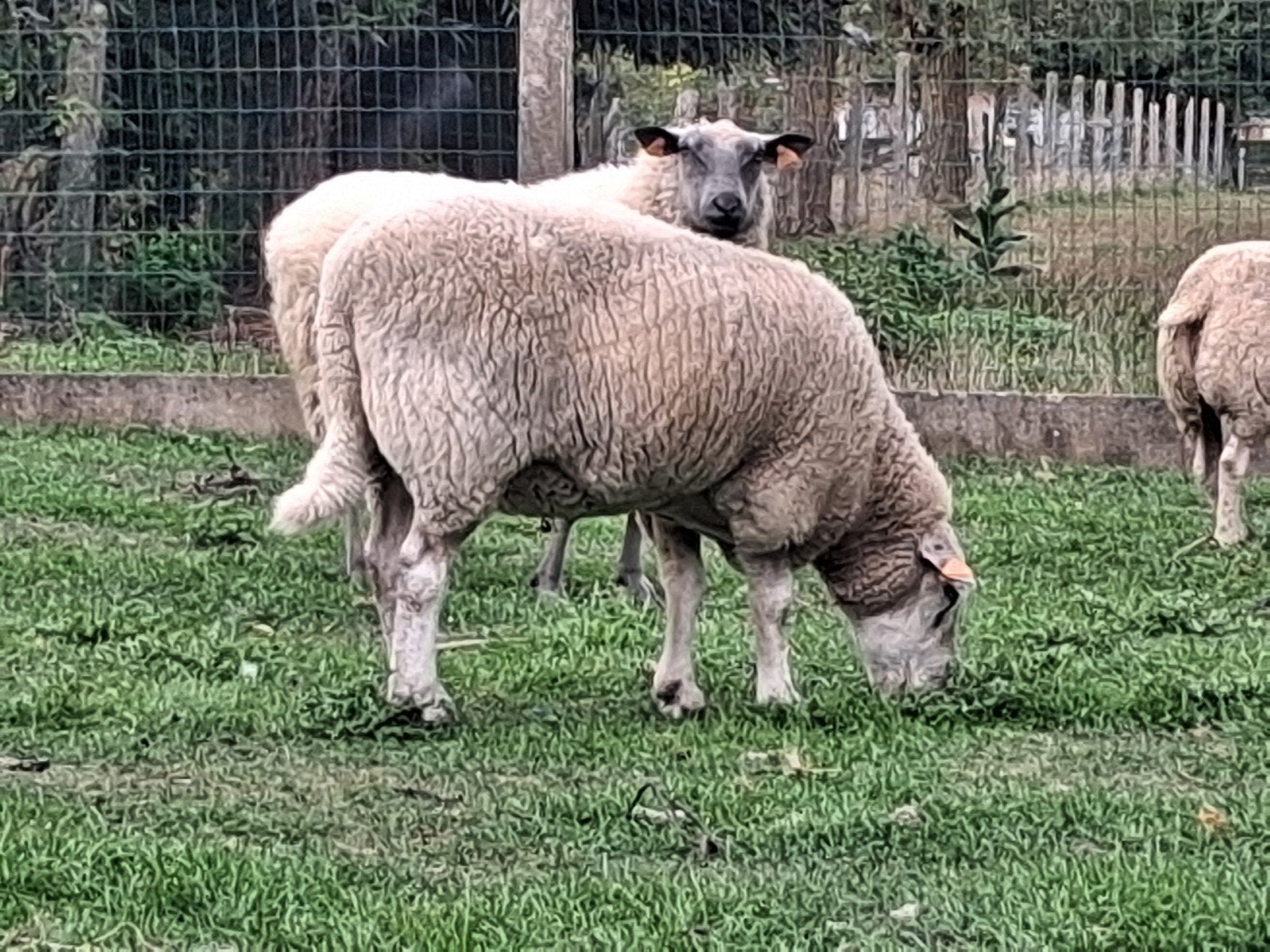 ooien te koop, Femelle, Mouton, 0 à 2 ans