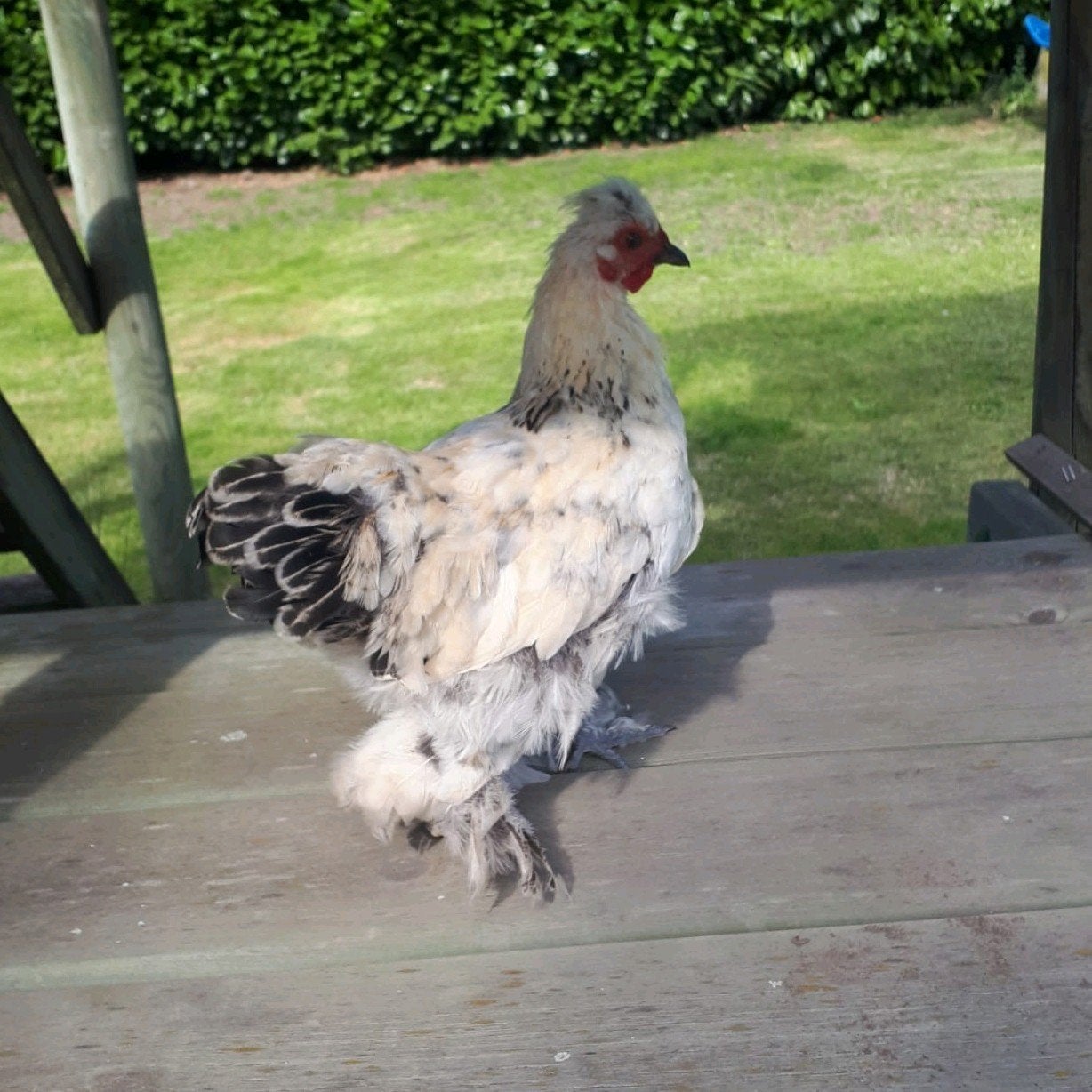 Haan - sierhaan gratis, Dieren en Toebehoren, Mannelijk, Kip