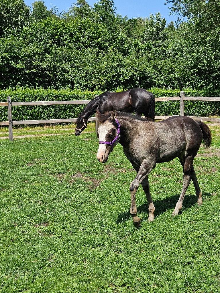 Apha paint quarter merrie veulen, Moins de 160 cm, Cheval western, 0 à 2 ans, Non dressé