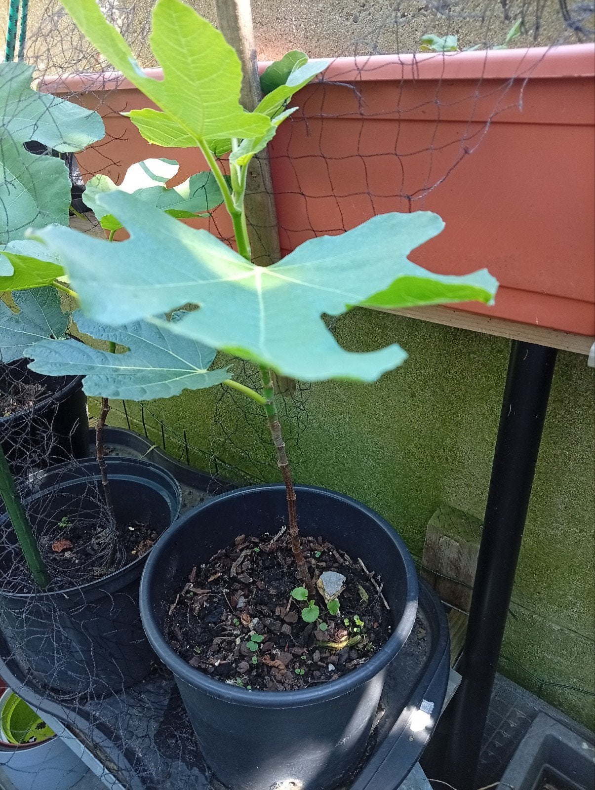 Kleine vijgen boom 5€, Tuin en Terras, Planten | Fruitbomen, Ophalen