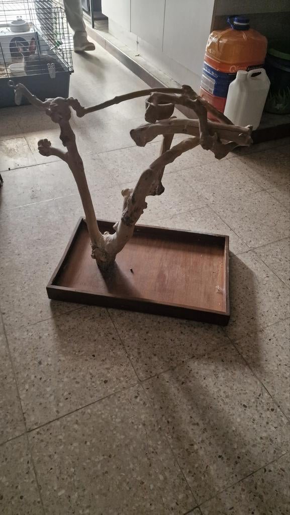 Papegaai stok, Papegaai