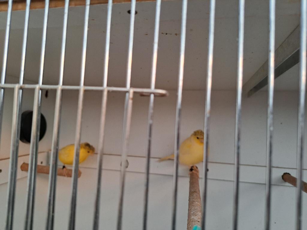 Kanarie met kuif, Dieren en Toebehoren, Mannelijk
