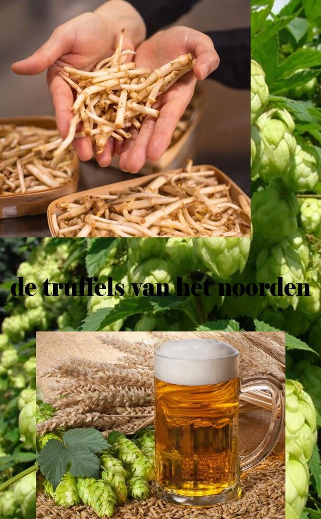 Hop planten ookwel de Truffels van het Noorden genoemd, Tuin en Terras, Planten | Tuinplanten, Vaste plant, Ophalen of Verzenden