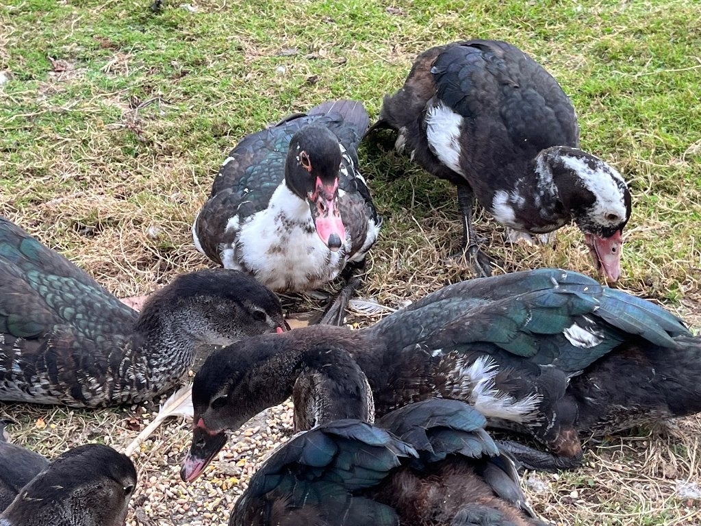 Barberie eenden, Dieren en Toebehoren, Meerdere dieren, Eend