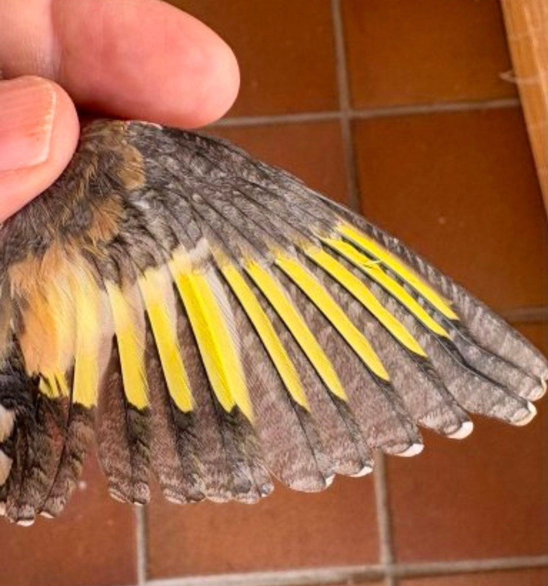 perle putter mayor, Animaux & Accessoires, Oiseaux | Oiseaux Autre