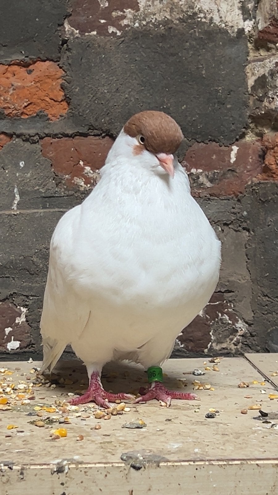 Beau pigeon à vendre — blanc/brun — type capucin, Plusieurs animaux, Autres espèces