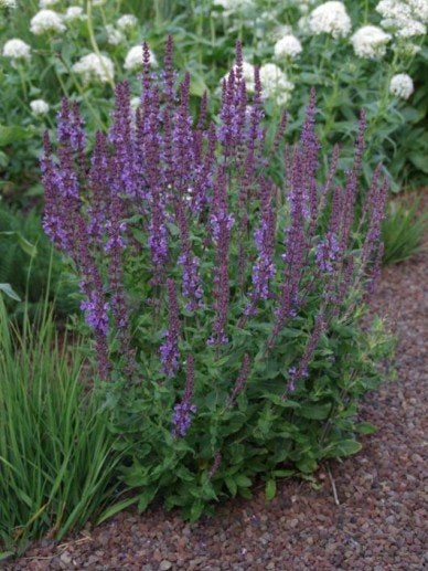 Salvia Ostfresland, Tuin en Terras, Ophalen