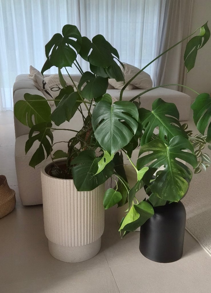 Monstera Deliciosa - gatenplant, Enlèvement